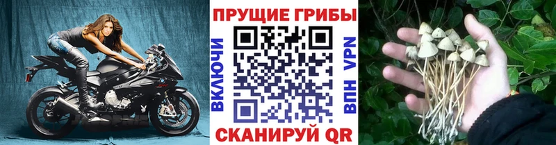 Купить  Змеиногорск  Галлюциногенные грибы Psilocybe 